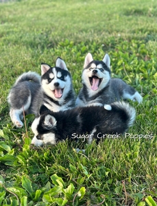 Josie's Litter